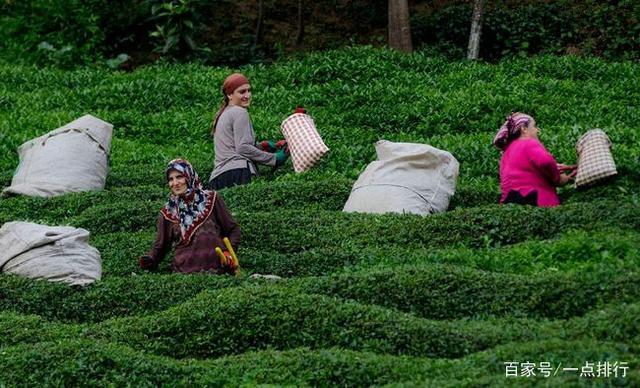 开云 开云体育世界十大茶叶生产国 世界十大茶产地排行榜(图6)