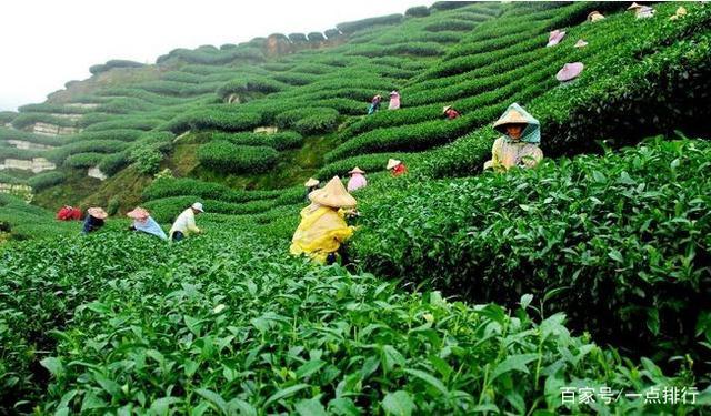 开云 开云体育世界十大茶叶生产国 世界十大茶产地排行榜(图5)