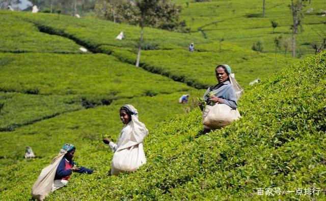 开云 开云体育世界十大茶叶生产国 世界十大茶产地排行榜(图7)