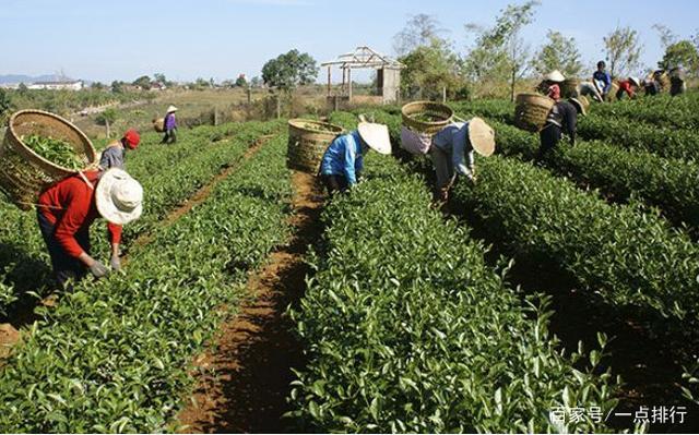 开云 开云体育世界十大茶叶生产国 世界十大茶产地排行榜(图4)