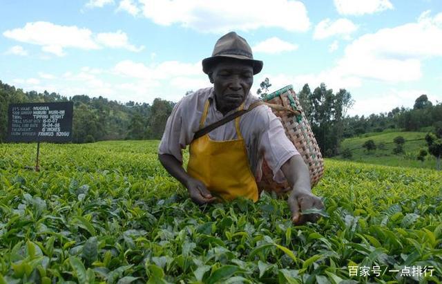 开云 开云体育世界十大茶叶生产国 世界十大茶产地排行榜(图8)