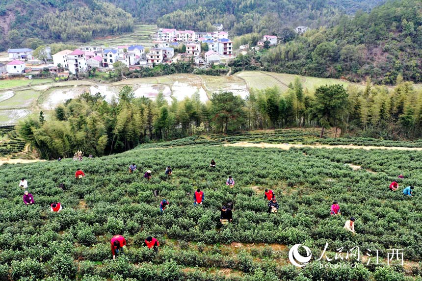 江西：茶叶变茶“业”开云体育 开云平台富