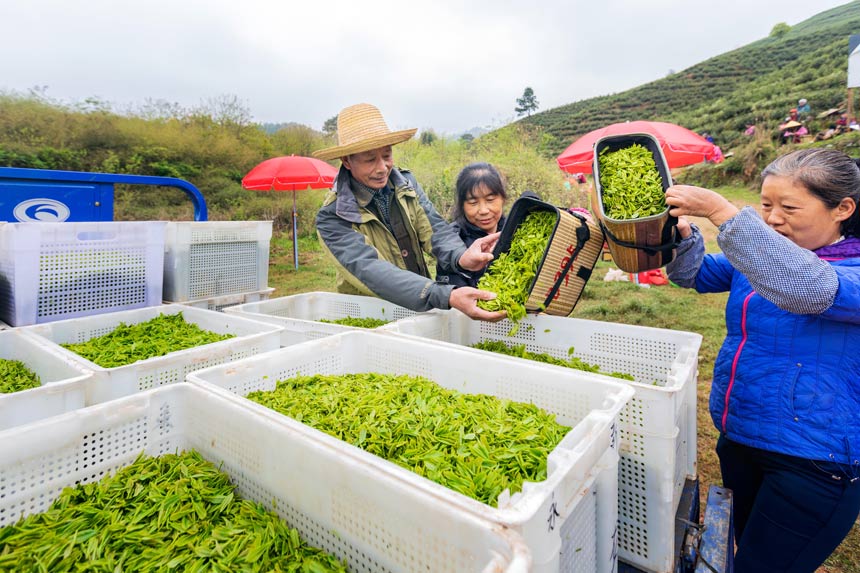 江西：茶叶变茶“业”开云体育 开云平台富了村民美了生态(图4)