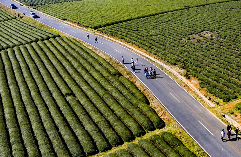 江西：茶叶变茶“业”开云体育 开云平台富了村民美了生态(图2)