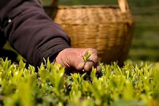 开云体育 开云平台茶叶低至99高达千把块那么它们之间到底有什么区别呢？(图5)