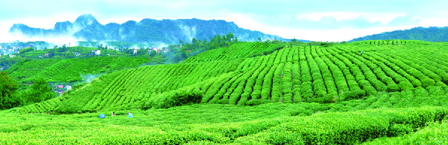 浙江新昌：引领茶业 弘扬茶道文化开云 开云体育(图3)