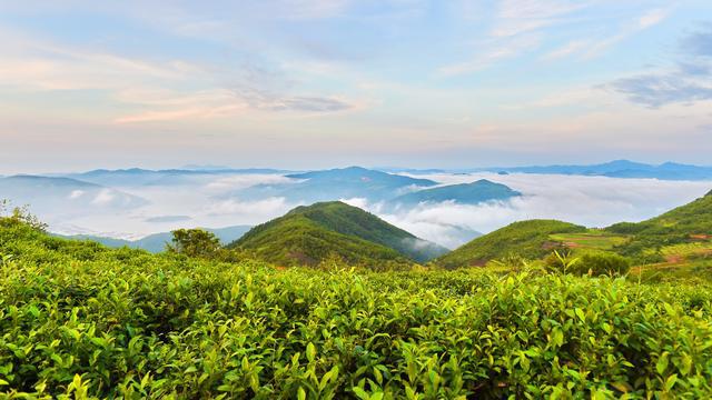 福建农业好品牌——鼎白茶业 传白茶之意 