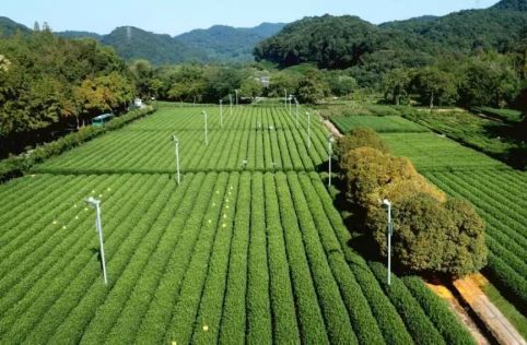 开云体育 开云平台一周茶业贵州研发6款新式冷泡茶面世；福建发现迄今最大野生古茶树；2022巴黎国际食品展举办云南专场活动(图11)