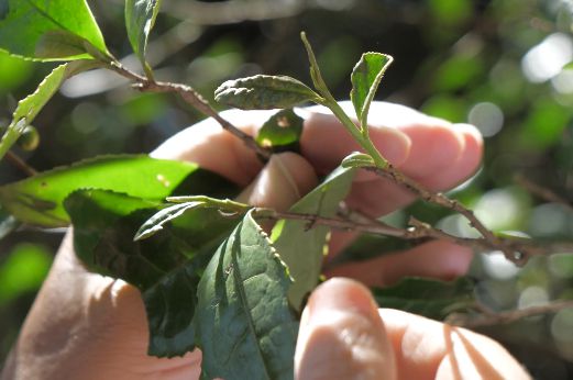 开云体育 开云平台一周茶业贵州研发6款新