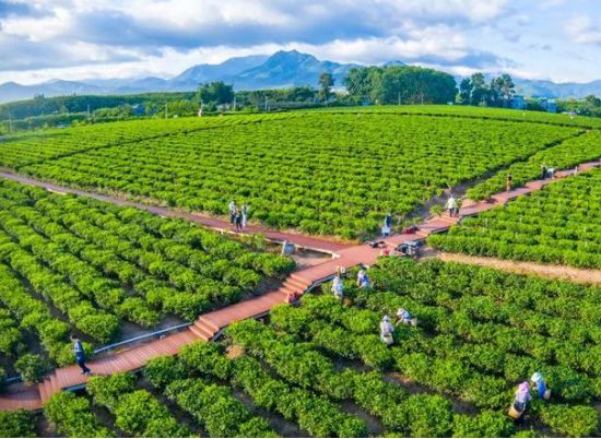 开云体育 开云平台一周茶业贵州研发6款新式冷泡茶面世；福建发现迄今最大野生古茶树；2022巴黎国际食品展举办云南专场活动(图4)