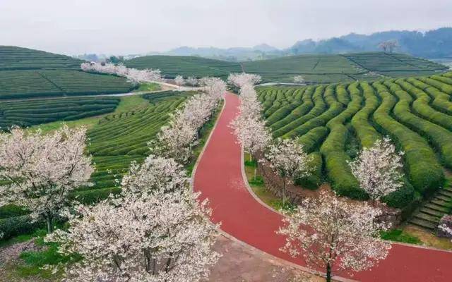 开云 开云体育中国茶叶是如何从衰败走向新辉煌的：回望中国茶叶100年（全）(图14)