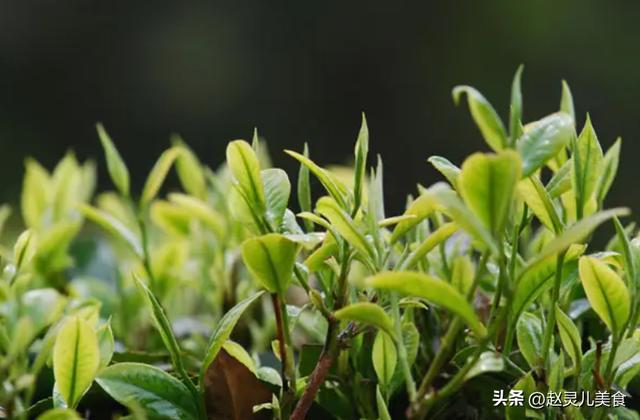 洗茶真的能保证卫生？所有开云体育 开云官网茶叶都需要洗？学问很大建议了解(图10)