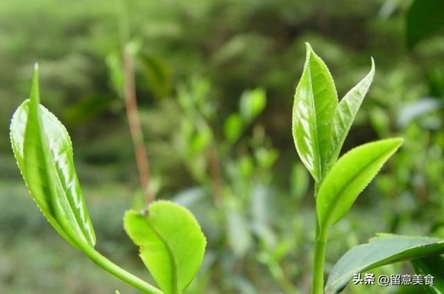 开云 开云体育常用冰箱存茶？难怪茶香消失保存茶叶方法要知道别浪费了好茶(图9)