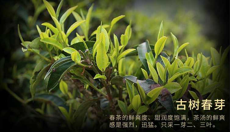 开云 开云体育普洱茶鲜为人知的内幕！普洱茶种类繁多、山头众多到底哪里产的最正宗？哪些更值得选购及收藏？(图9)