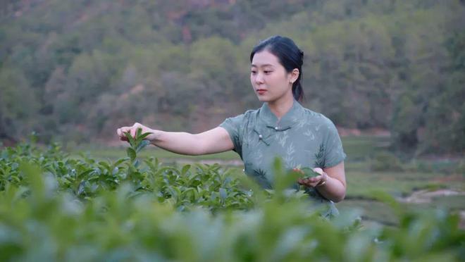 岩骨花香在岩石上长出的开云 开云体育茶叶