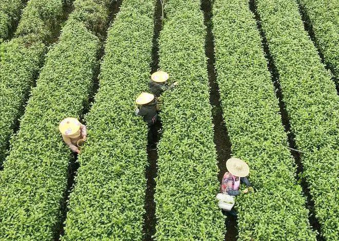 开云体育 开云平台八马茶业上市“饥渴”难解(图6)