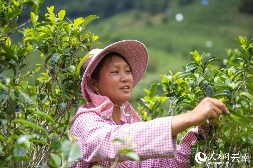 茶香双江 小茶叶的“大开云体育 开云官网