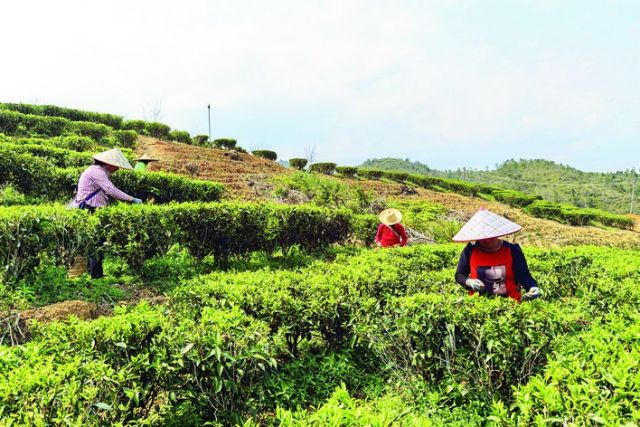 开云体育 开云官网惠东宝口马山村：茶园铺轨道 “茶业”上轨道(图2)