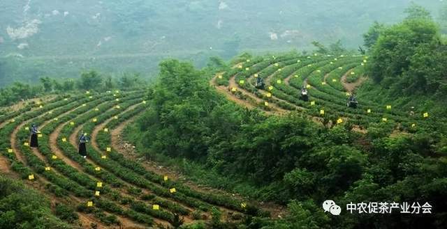 山东日照岚山区：“南茶北引”起家十年位列“中国茶业百强县”开云体育 开云平台(图2)