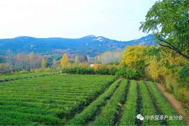 山东日照岚山区：“南茶北引”起家十年位列“中国茶业百强县”开云体育 开云平台(图4)