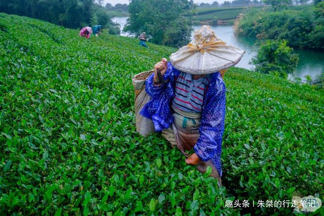 云贵高开云体育 开云平台原上一颗明珠被誉为“云贵小江南”号称贵州茶业第一县(图9)