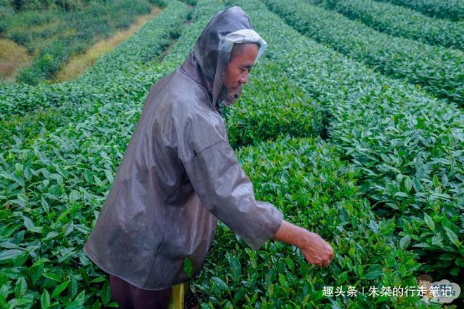 云贵高开云体育 开云平台原上一颗明珠被誉为“云贵小江南”号称贵州茶业第一县(图10)