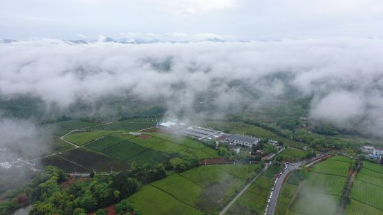 开云 开云体育地标馆 别看西湖龙井了 茶叶地标TOP3浙江真的很能喝(图6)