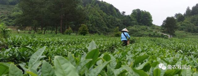 开云 开云体育明清茶叶生产形态的思考和启发(图15)