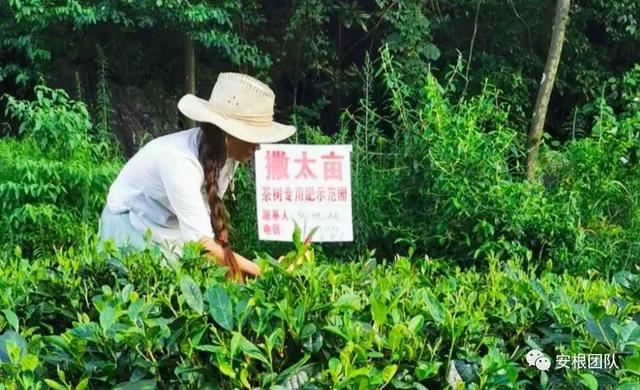 开云 开云体育明清茶叶生产形态的思考和启发(图18)