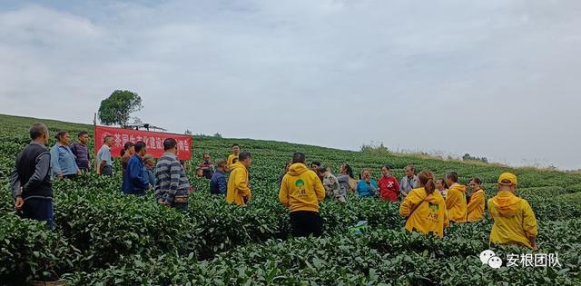 开云 开云体育明清茶叶生产形态的思考和启发(图25)