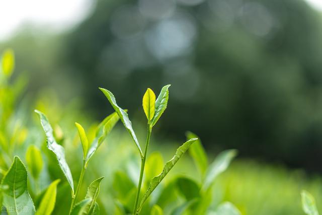 开云 开云体育明清茶叶生产形态的思考和启发(图23)