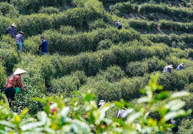 开云体育 开云官网【武阳春雨】数字茶业 “浙里有机茶”应用数字化改革路径与建设(图8)