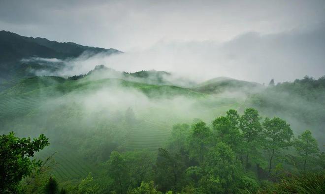 开云体育 开云官网【武阳春雨】数字茶业 