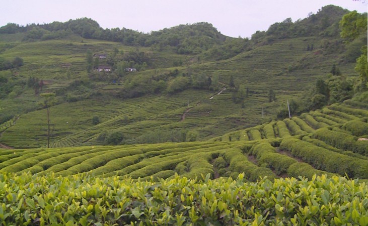 厉害了！谷城120吨茶叶乘湖北首趟茶叶专列远销俄罗斯开云 开云体育(图3)