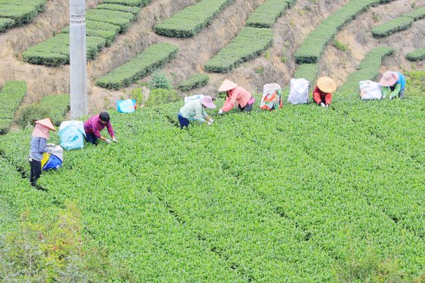 老字号茶企“三香”布局开辟茶业市场核心增长路径开云 开云体育APP(图3)