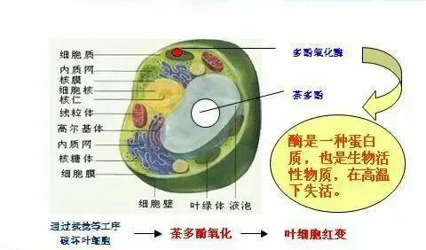 开云体育 开云官网茶叶为什么只分了六大茶类探一探其制茶工艺(图8)