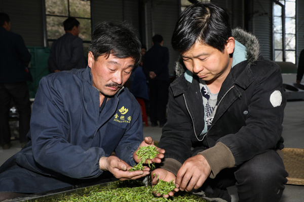 从“茶叶”到“茶业”大别山区小镇的乡村开