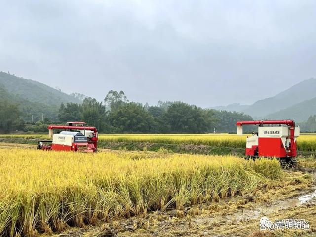 无人收割机、茶叶量产化……来看看高明国资“力量”开云 开云体育！(图3)