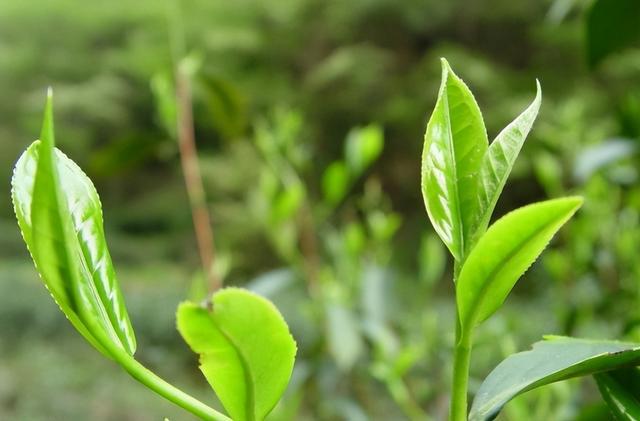 开云 开云体育APP喝茶误区：洗茶一定能保证卫生行家：真正的好茶是不用洗的(图2)