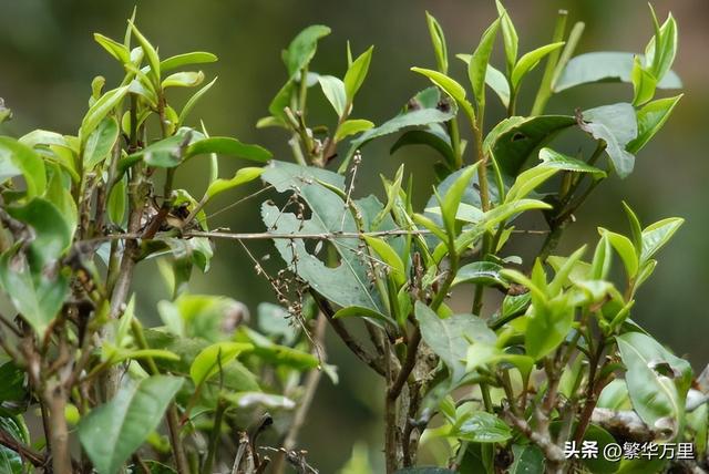 开云 开云体育APP江苏喝茶“怪象”行家不太待见碧螺春却偏爱这3款“廉价茶”(图8)