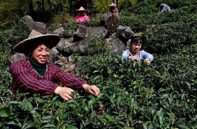 中国茶叶的总产量稳居世界第一为何开云 开