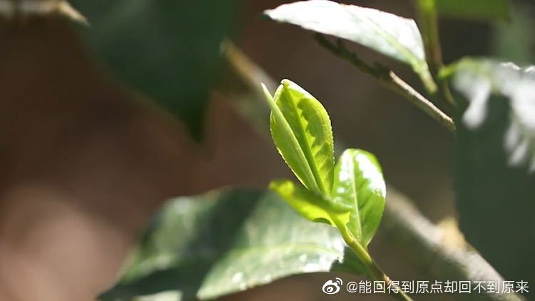 开云 开云体育官网普洱茶六大产区和六大茶