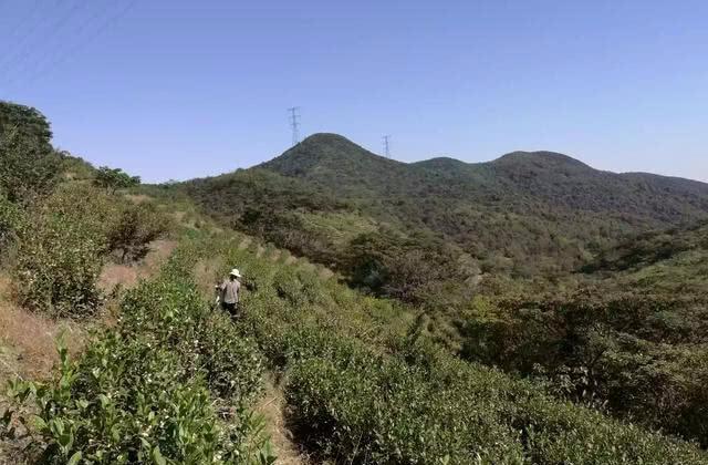 茶开云 开云体育叶的暴利到底有多大？真相揭开让人不敢相信！(图3)