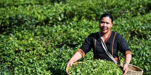 母亲喊我回去摘茶叶多少温暖的记忆涌上心头开云 开云体育平台(图3)