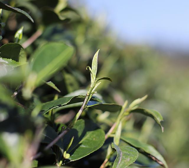 开云 开云体育平台茶叶怎么泡才好喝？泡茶顺序很重要记住3点茶汤香醇又甘甜(图10)