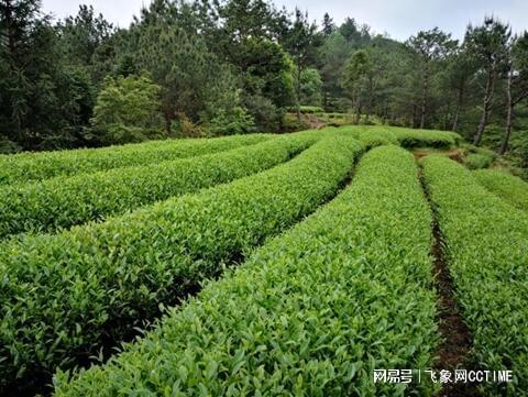 金交椅茶业丨武夷岩茶国家标开云 开云体育准样品审评有多严格？(图3)