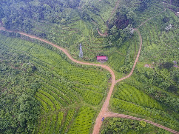 开云 开云体育APP2017湖南茶叶“十强生态产茶县”之新化：一叶飘香天下名(图4)