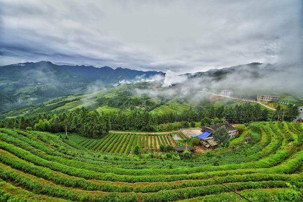 开云 开云体育APP2017湖南茶叶“十强生态产茶县”之新化：一叶飘香天下名(图13)