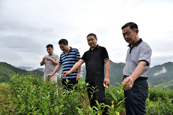 开云 开云体育APP2017湖南茶叶“十强生态产茶县”之新化：一叶飘香天下名(图15)