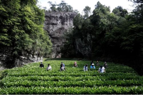 丹苑茶开云体育 开云官网业：丹山碧水里的